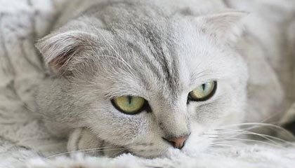 开云体育最新地址-中国男子篮球联赛赛场上演惊天逆转，中国男子篮球比赛